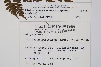 川上氏雙蓋蕨藏品圖，第2張