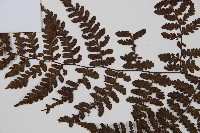 川上氏雙蓋蕨藏品圖，第4張