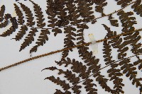 川上氏雙蓋蕨藏品圖，第6張