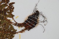 密毛鱗毛蕨藏品圖，第3張