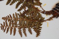 密毛鱗毛蕨藏品圖，第4張