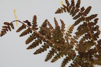 密毛鱗毛蕨藏品圖，第5張