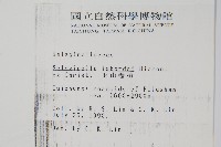 玉山卷柏藏品圖，第2張