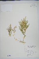 玉山卷柏藏品圖，第1張