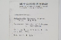 玉山卷柏藏品圖，第2張