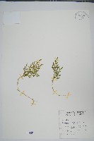 玉山卷柏藏品圖，第1張