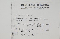 玉山卷柏藏品圖，第2張