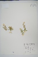 玉山卷柏藏品圖，第1張