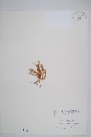 相馬氏石松藏品圖，第1張