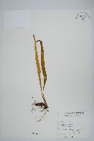 麟瓦葦、川上氏瓦葦藏品圖，第1張