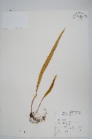 麟瓦葦、川上氏瓦葦藏品圖，第1張