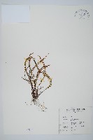 鐵角蕨藏品圖，第1張