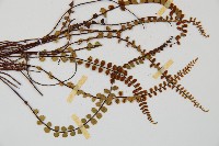 鐵角蕨藏品圖，第3張