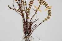 鐵角蕨藏品圖，第4張