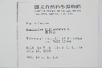 鐵角蕨藏品圖，第2張