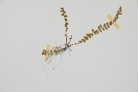 鐵角蕨藏品圖，第3張