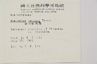 縮羽鐵角蕨藏品圖，第2張