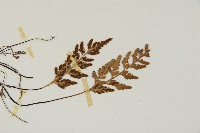 縮羽鐵角蕨藏品圖，第3張