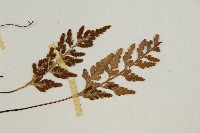 縮羽鐵角蕨藏品圖，第4張