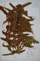 瓦氏鱗毛蕨藏品圖，第1張