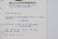 瓦氏鱗毛蕨藏品圖，第2張