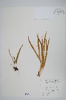 瓦葦藏品圖，第1張