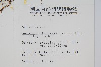 瓦葦藏品圖，第2張