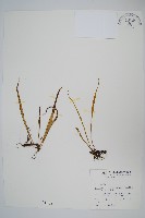 瓦葦藏品圖，第1張