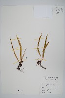 瓦葦藏品圖，第1張