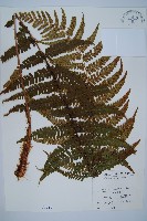 瓦氏鱗毛蕨藏品圖，第1張