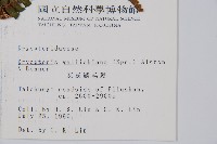 瓦氏鱗毛蕨藏品圖，第2張