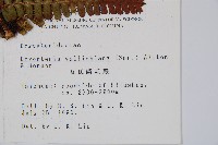 瓦氏鱗毛蕨藏品圖，第2張