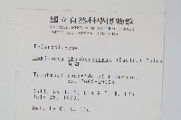 瓦葦藏品圖，第2張