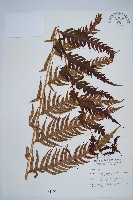 生芽狗脊蕨、頂芽狗脊蕨藏品圖，第1張