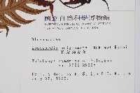 生芽狗脊蕨、頂芽狗脊蕨藏品圖，第2張