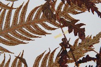 生芽狗脊蕨、頂芽狗脊蕨藏品圖，第3張