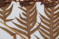 生芽狗脊蕨、頂芽狗脊蕨藏品圖，第4張