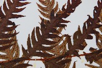 生芽狗脊蕨、頂芽狗脊蕨藏品圖，第5張