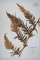 生芽狗脊蕨、頂芽狗脊蕨藏品圖，第1張
