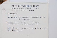 生芽狗脊蕨、頂芽狗脊蕨藏品圖，第2張