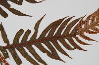 生芽狗脊蕨、頂芽狗脊蕨藏品圖，第3張
