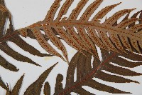 生芽狗脊蕨、頂芽狗脊蕨藏品圖，第4張