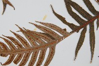 生芽狗脊蕨、頂芽狗脊蕨藏品圖，第5張
