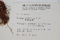 掌鳳尾蕨藏品圖，第2張