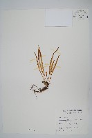 瓦葦藏品圖，第1張