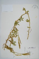 石松藏品圖，第1張