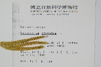 石松藏品圖，第2張