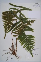 虎克氏鱗蓋蕨藏品圖，第1張