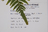 虎克氏鱗蓋蕨藏品圖，第2張