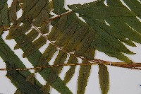 虎克氏鱗蓋蕨藏品圖，第5張